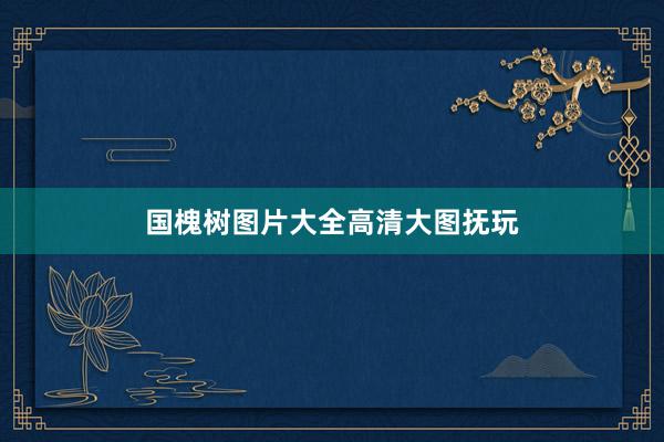 国槐树图片大全高清大图抚玩